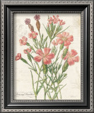 January Dianthus Prints by Katie Pertiet