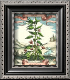 Basil Art by Johann Theodore de Bry