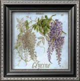 Glycine Prints by Vincent Jeannerot
