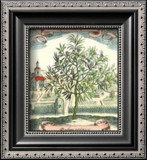 Rosemary Prints by Johann Theodore de Bry