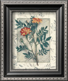 Calendula Posters by Julie Nightingale