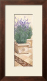 Lavanda Profumata Posters by Franz Heigl