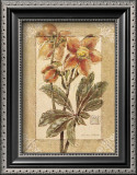 Helleborus Art by Vivien White