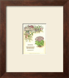 Vick's Cineraria Prints