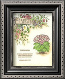 Vick's Cineraria Poster