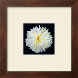 White Dahlia Print by Linda Mcvay