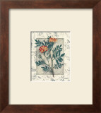 Calendula Print by Julie Nightingale