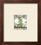 Basil Print by Johann Theodore de Bry