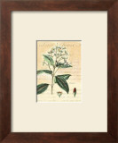 Cinnamon Posters by Walter H. Fitch
