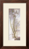 Iris Art by Vivien White