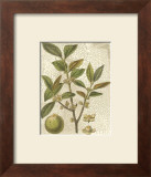 Fitch Leaves I Prints by Walter H. Fitch