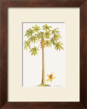 Papaya Tree Prints by Georg Dionysius Ehret