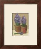 Purple Flowers in Pots Prints by David Col