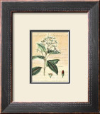 Cinnamon Prints by Walter H. Fitch