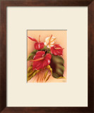 Red and White Anthuriums Art by Frank Oda