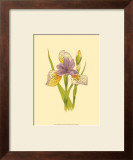 Iris Bloom VII Posters by M. Prajapati