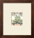 Thyme Prints by Johann Theodore de Bry