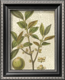 Fitch Leaves I Posters by Walter H. Fitch