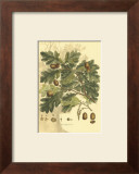 Antique Oak Tree Poster by John Miller (Johann Sebastien Mueller) 
