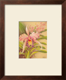 Pink Cattleya Prints by Hale Pua Studio 