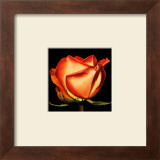 Rose II Posters by Linda Mcvay