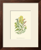 Summer Garden XII Posters by Anne Pratt