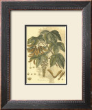 Antique Sycamore Tree Posters by John Miller (Johann Sebastien Mueller) 
