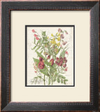 April Sweet Pea Posters by Katie Pertiet