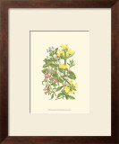 Summer Garden XI Art by Anne Pratt