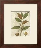 Fitch Leaves II Poster by Walter H. Fitch