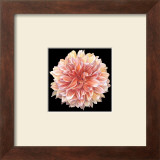 Orange Dahlia Prints by Linda Mcvay
