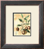 Nutmeg Prints by Walter H. Fitch