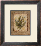 Vintage Herbs, Rosemary Prints by Constance Lael