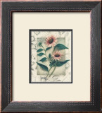 Echinacea Posters by Julie Nightingale