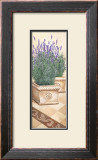 Lavanda Profumata Prints by Franz Heigl