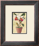 Potted Cattleya Print by Walter Robertson