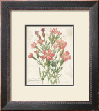 January Dianthus Posters by Katie Pertiet