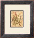 Vintage Herbs, Thyme Poster by Constance Lael