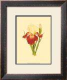 Iris Bloom VIII Poster by M. Prajapati