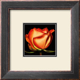Rose II Prints by Linda Mcvay