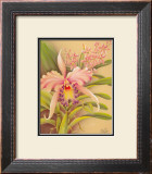 Pink Cattleya Posters by Hale Pua Studio 