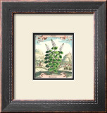 Mint Posters by Johann Theodore de Bry