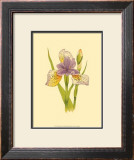 Iris Bloom VII Prints by M. Prajapati