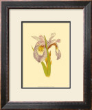 Iris Bloom I Posters by M. Prajapati