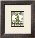 Basil Art by Johann Theodore de Bry