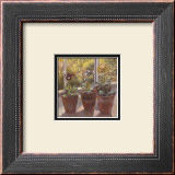 Four Pots of Auriculas Print by J. Morley