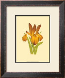 Iris Bloom II Prints by M. Prajapati