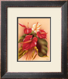 Red and White Anthuriums Print by Frank Oda