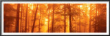 In The Mist Posters