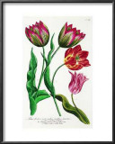 Striped and Variegated Tulips Posters by Johann Wilhelm Weinmann